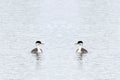 Two western grebes facing each other swimming in water