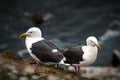 Two Western Gulls, Seagulls on Lookout