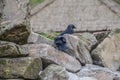Two Western Jackdaws Royalty Free Stock Photo