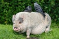 jackdaws on minipig Royalty Free Stock Photo