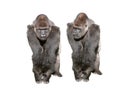 two western lowland gorilla isolated on white background