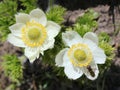 Two Western Pasqueflower Blooms with Insect Royalty Free Stock Photo