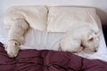 Two westie dogs sleeping on a messy bed