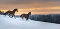 Two Westphalian horses run through deep snow. The snow splashes up.