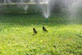 Two wet Afghan starlings walk on the green grass in the spray of a fountain Royalty Free Stock Photo