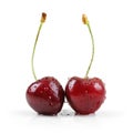 Two wet cherries isolated on white Royalty Free Stock Photo