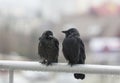 Two wet crows sitting on balcony rail