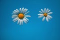 Two wet daisy corolla head on blue Royalty Free Stock Photo