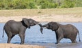 Two wet elephant play in water and greet each other Royalty Free Stock Photo