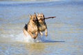 Two wet Germany sheep-dogs