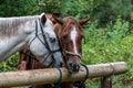 Two wet horses, with heads together, tied up in the rain at wood hitching post in Eastern Washington State, USA