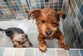 Two wet little cute and beautiful purebred Yorkshire Terrier dogs they`re trying to escape from the bathtub because they don`t wan Royalty Free Stock Photo