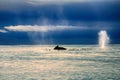 Whales in the Pacific ocean Royalty Free Stock Photo