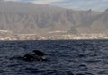 Whales swimming in the ocean near Tenerife, Spain