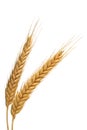 Two wheats Royalty Free Stock Photo