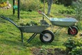 Two  wheelbarrows with saplings in the farm Royalty Free Stock Photo