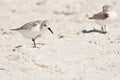 Two whimbrel, sea birds, scratching feathers on a sandy, tropical beach Royalty Free Stock Photo