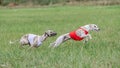 Two whippet dogs in red and white shirts running in the field on lure coursing competition