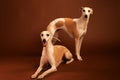 Two Whippets