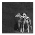 Two Whippets Royalty Free Stock Photo