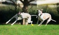 Two whippets chasing a ball Royalty Free Stock Photo