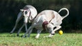 Two whippets chasing a ball Royalty Free Stock Photo