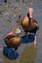 Two whistling ducks walking at the edge of a muddy pond Royalty Free Stock Photo