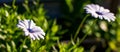 Two white African daisies or Cape Daisies Osteospermum, side view. Flowers with elegant pure white petals which are offset by