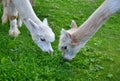 Two white Alpaca Llamas grazing grass Royalty Free Stock Photo