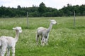 Two white alpacas enjoying the summer day