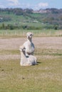 Two White Alpacas Royalty Free Stock Photo