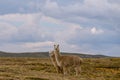 Two white alpacas grazing in yellow grasslands. Location: rural peruvian highlands