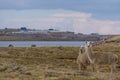 Two white alpacas grazing in yellow grasslands. Location: rural peruvian highlands