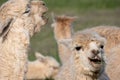 Two white alpacas that look like their laughing