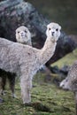 Two White Alpacas on Mountain in Peru