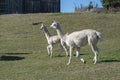 Two white alpacas running on the farmland. Rotorua.