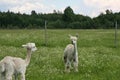 Two white alpacas enjoying the summer day