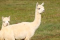 Two white alpacas