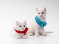 Two white American Curl kittens in red and blue collars with a flower are on a white background in the studio