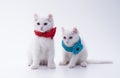 Two white American Curl kittens in red and blue collars with a flower sit on a white background in the studio.