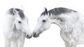 Two White andalusian horse portrait Royalty Free Stock Photo