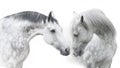 Two White andalusian horse portrait Royalty Free Stock Photo