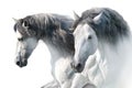 White horses in high key Royalty Free Stock Photo