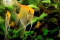 Two white angelfish in aquarium with green plants, Pterophyllum