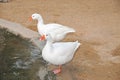Two white arabian ducks