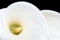 Two white arum lilies shot from above