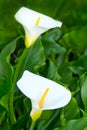 Two white arum lily flowers Royalty Free Stock Photo