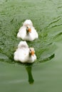 Two white baby duck swimming in the pool Royalty Free Stock Photo