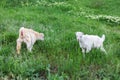 Two white baby goats in green grass of meadow. Royalty Free Stock Photo