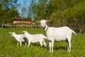 Two white baby goats with mother on green lawn Royalty Free Stock Photo